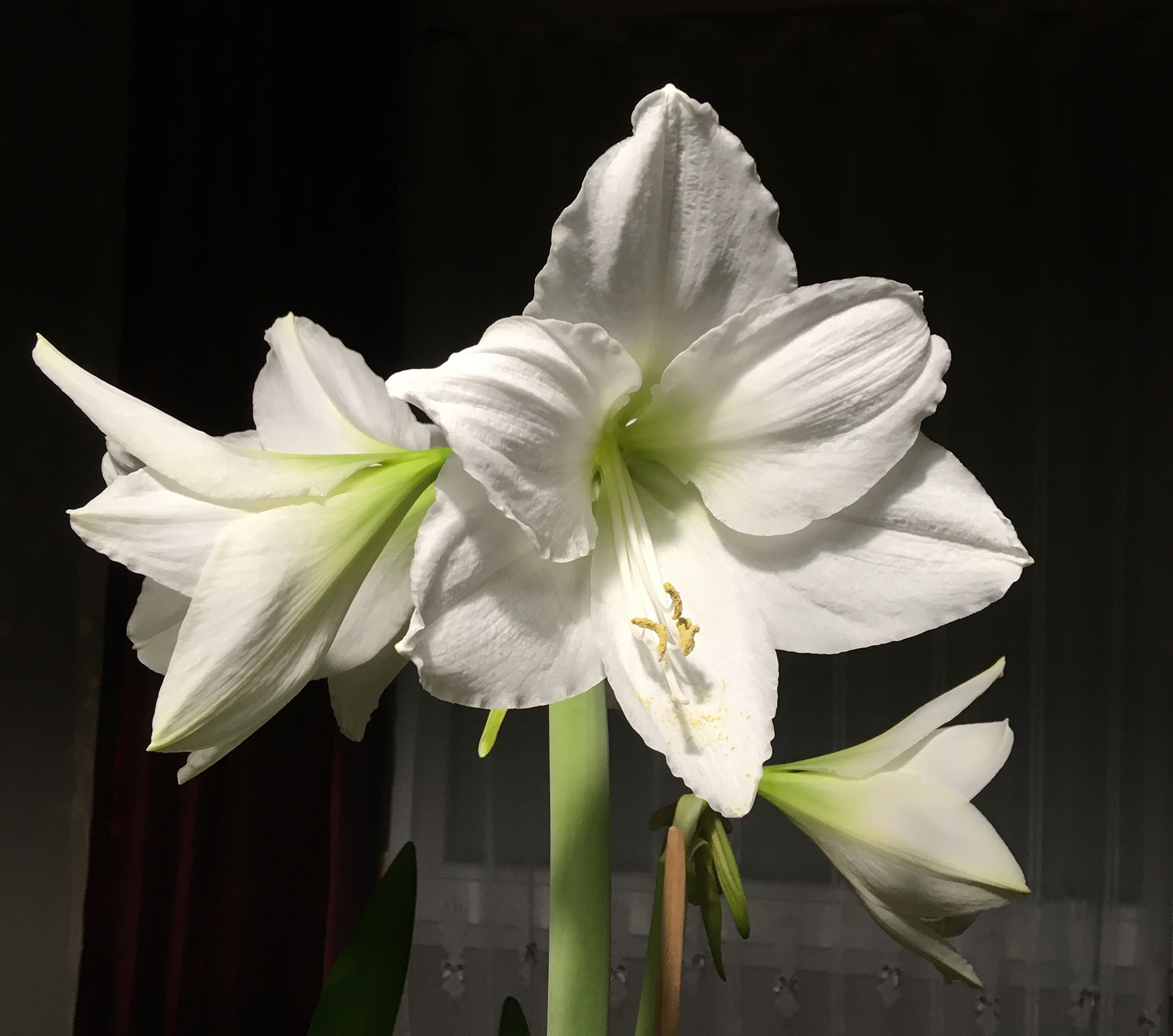 amaryllis