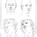 proportions de la tête