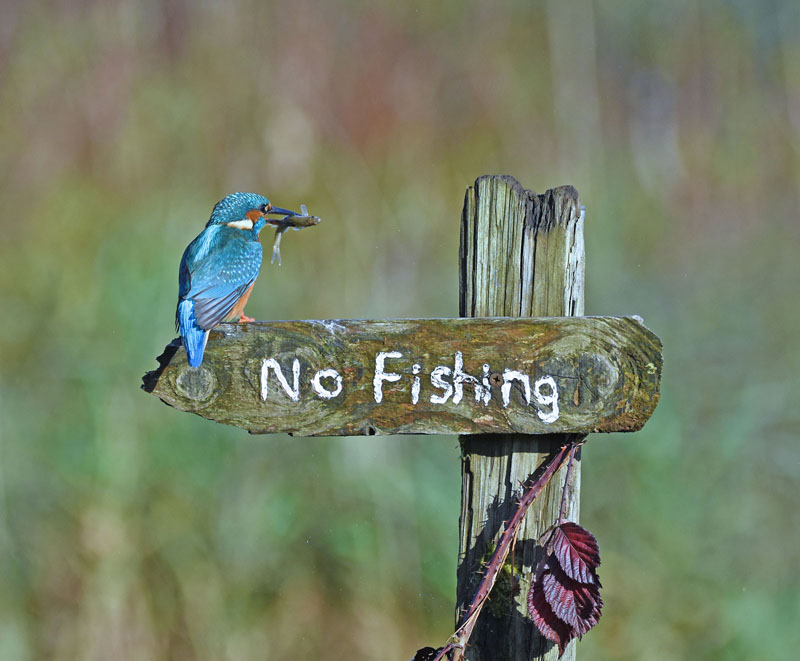 sally-lloyd-jones_its-a-mocking-bird