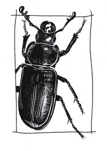 insecte appelé chevrette bleue de la famille de carabines, dessin numérique en noir et blanc comme une gravure sur bois