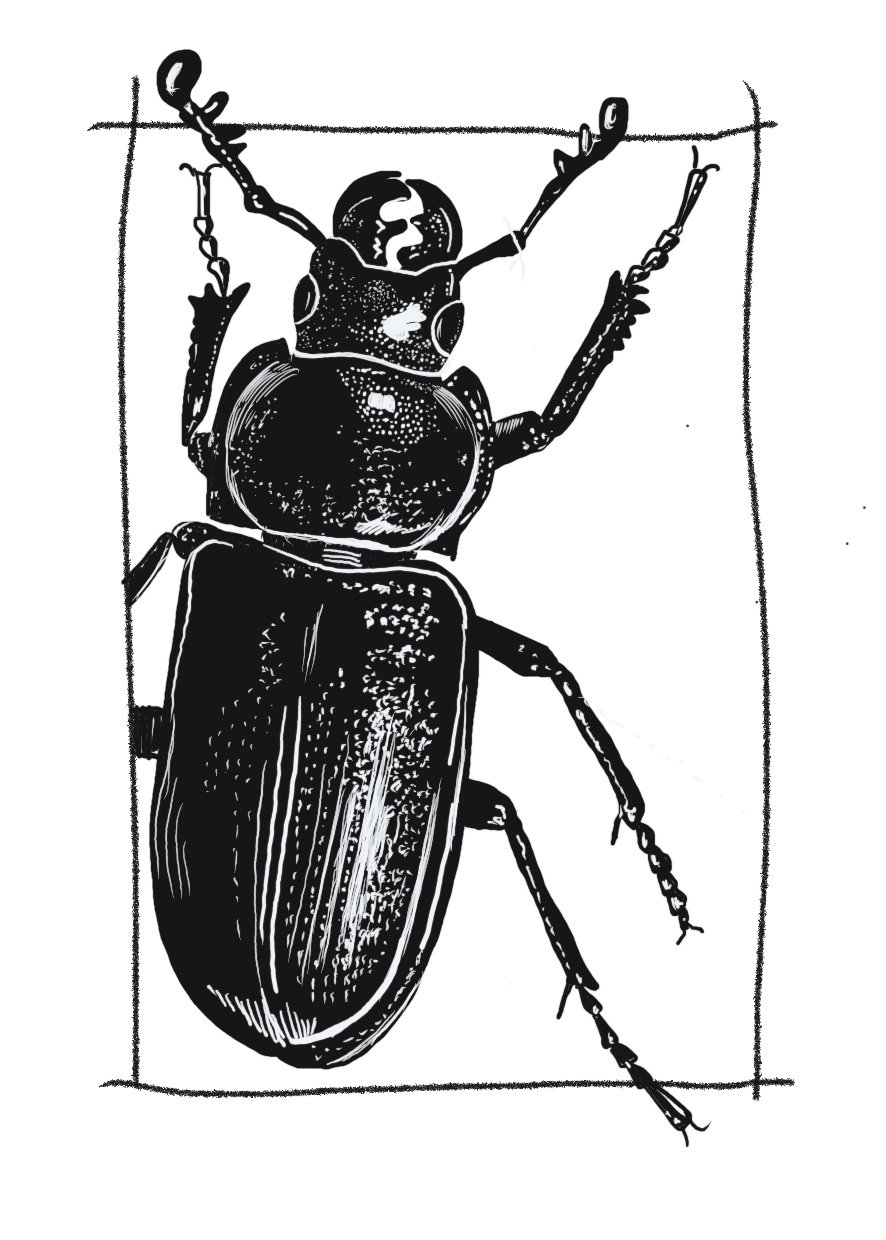 insecte appelé chevrette bleue de la famille de carabines, dessin numérique en noir et blanc comme une gravure sur bois