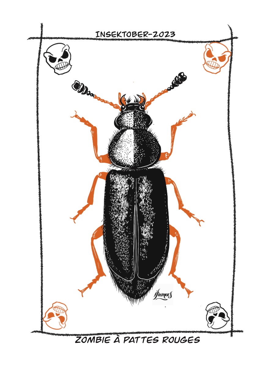 Zombie à pattes rouges, Necrobia rufipes-dessin numérique Jour12
©I.Frances2023 pour le défi #INSEKTOBER