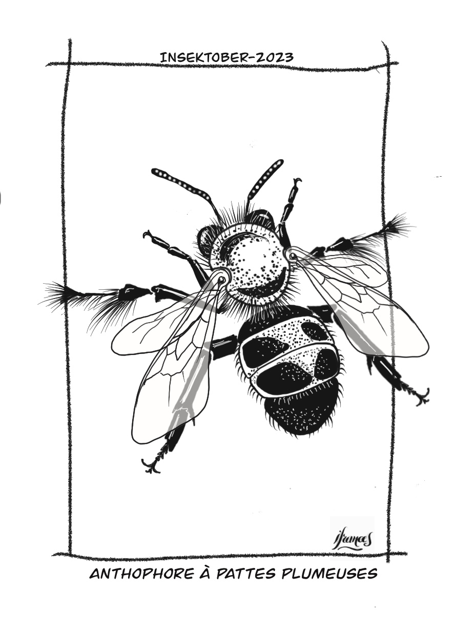 Anthophore à pattes plumeuses, anthophora plumipes -dessin numérique Jour13
©I.Frances2023 pour le défi #INSEKTOBER