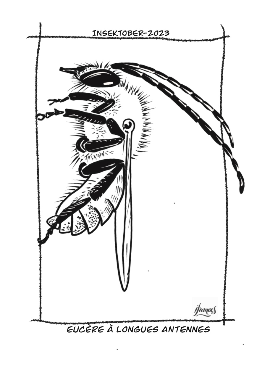 Eucère à longues antennes, sucera longicornus -dessin numérique Jour14
©I.Frances2023 pour le défi #INSEKTOBER