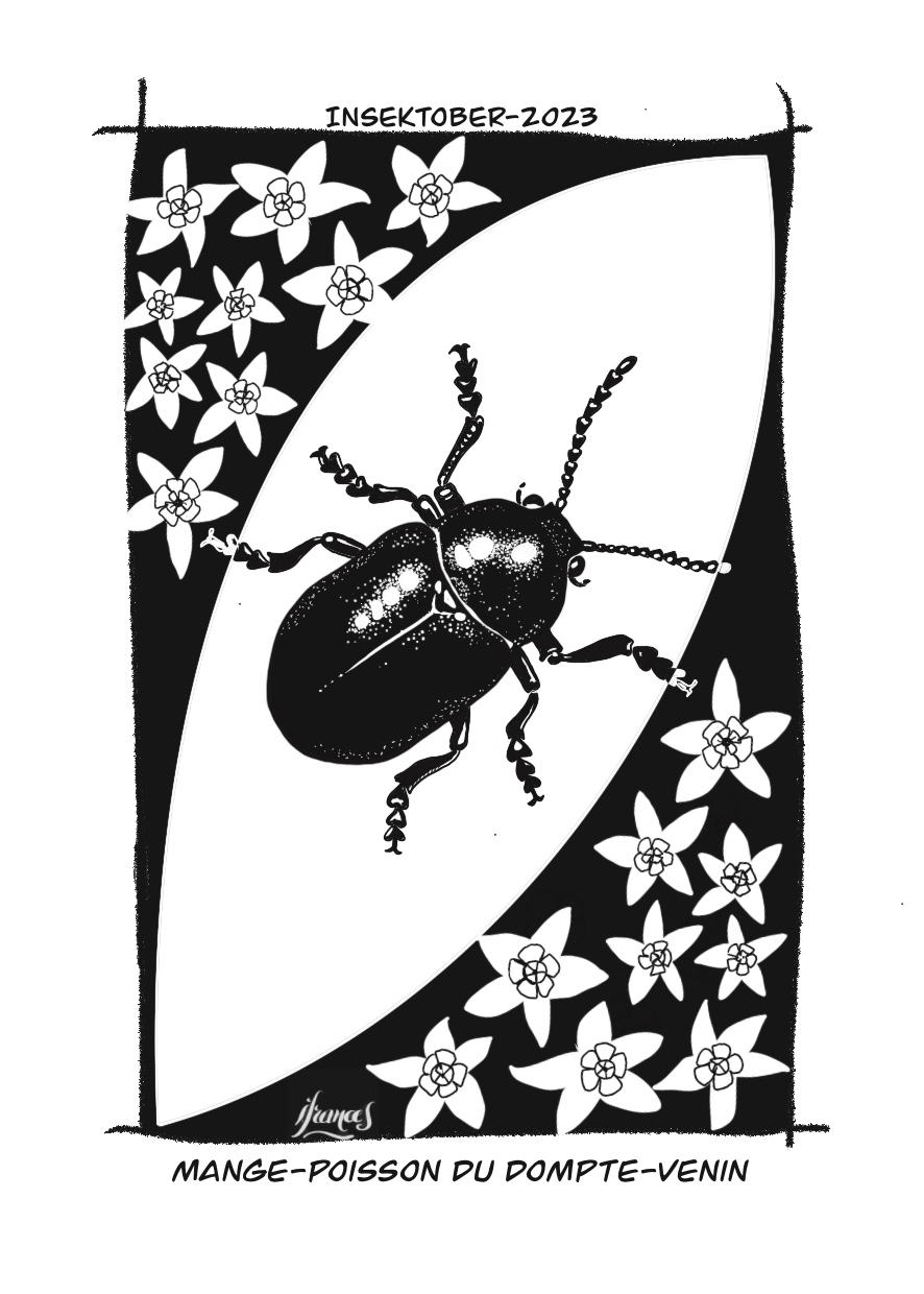 Mange poison du dompte-venin, chrysochus asclepiadeus -dessin numérique Jour16
©I.Frances2023 pour le défi #INSEKTOBER