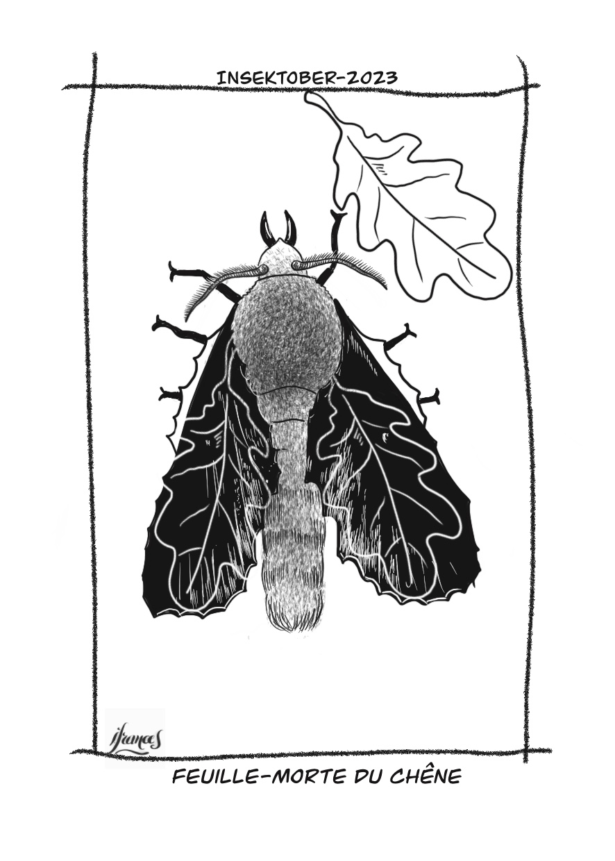 Feuille-morte du Chêne, gastropacha quercifolia-dessin numérique Jour19
©I.Frances2023 pour le défi #INSEKTOBER