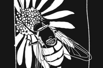 dessin noir et blanc , abeille sur fleur