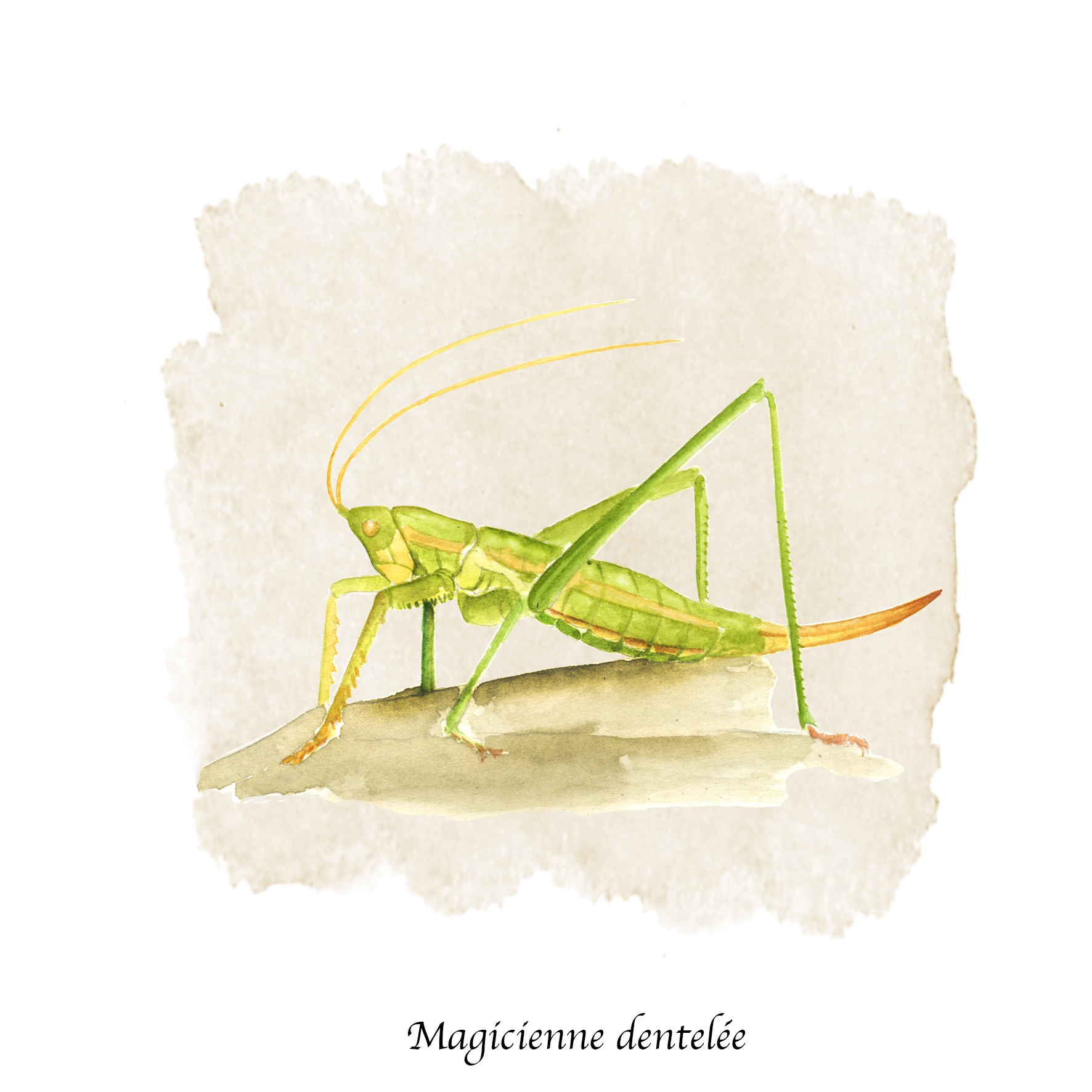 Magicienne dentelée aquarelle pour l'almanach 2021 de Rustica ©I.F