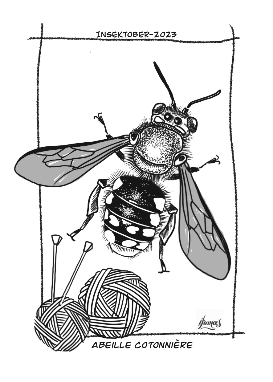 Abeille cotonnière, Anthidium manicatum-dessin numérique Jour24
©I.Frances2023 pour le défi #INSEKTOBER