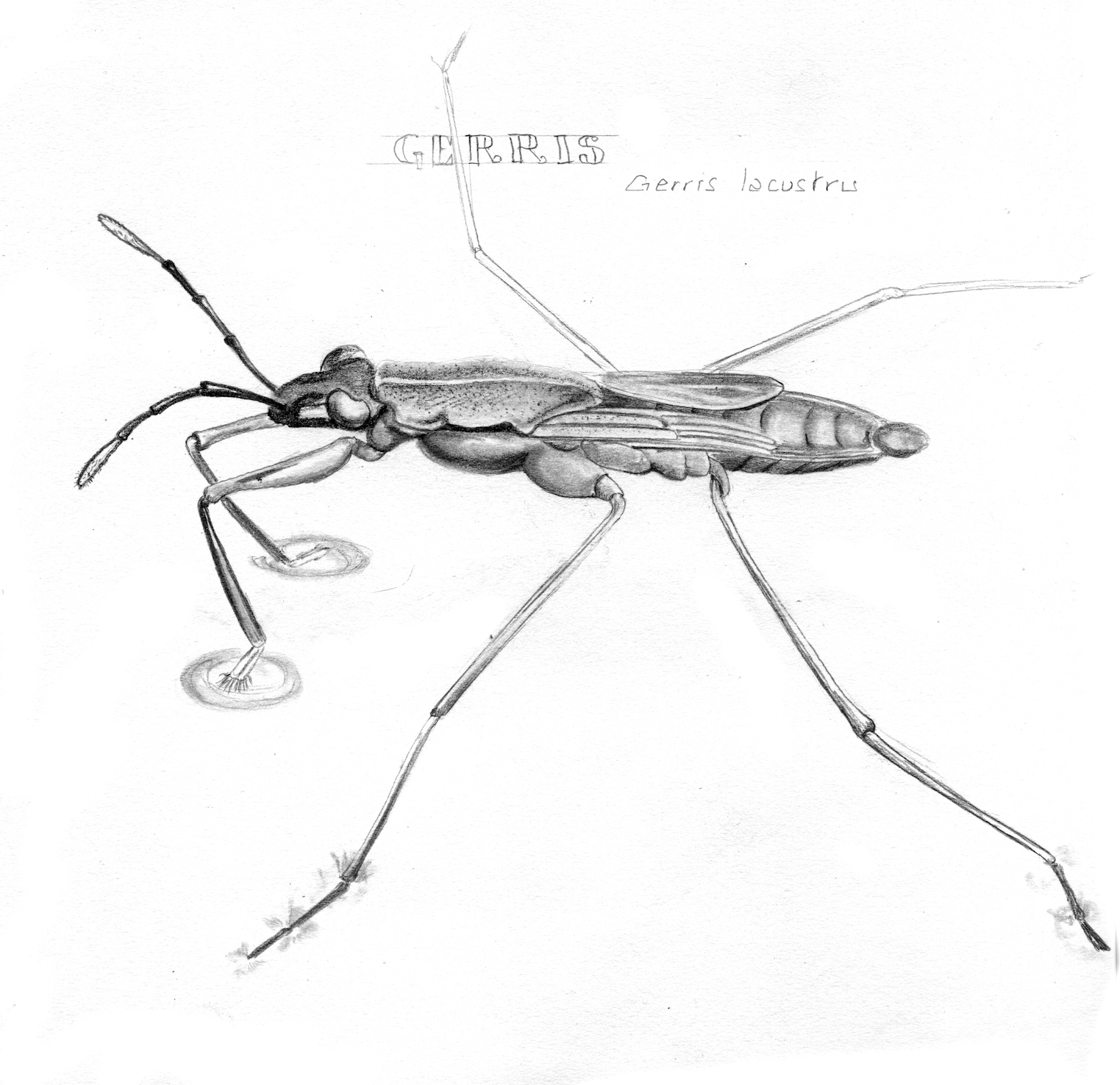 dessin au graphite sur papier Ingres d'une araignée d'eau ©I.Frances 2011